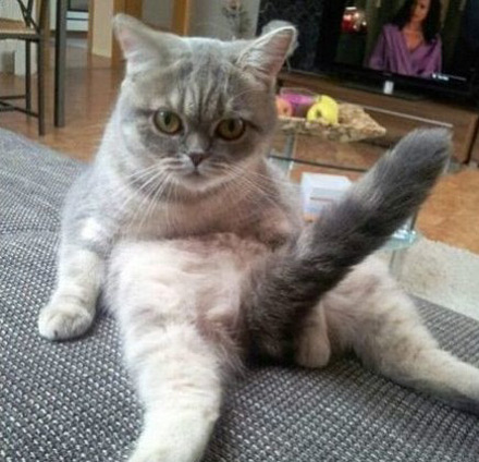 翘尾巴的小猫咪