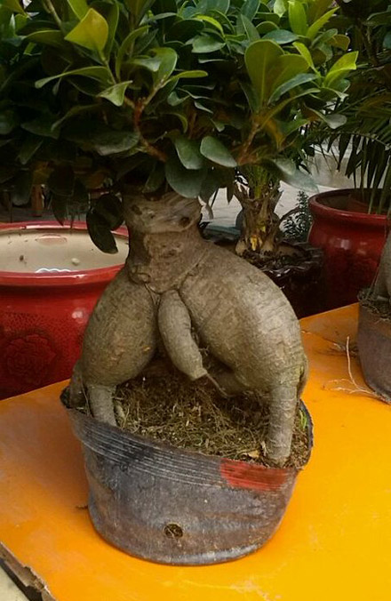 这树的男性特征真明显啊