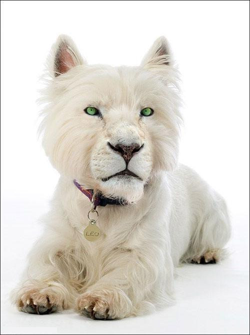 是狮非猫