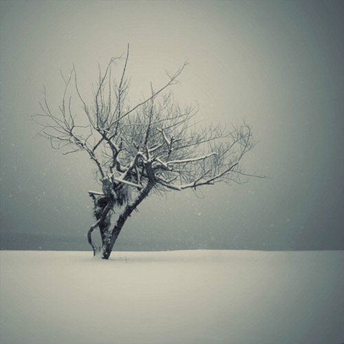 傲立雪中的英姿