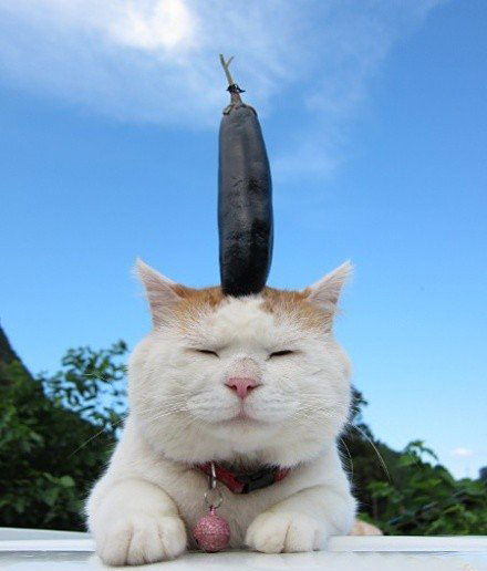 可爱猫咪秀可爱