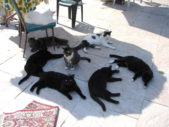 乘凉的猫咪