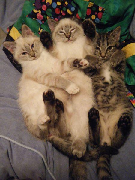 三只小猫猫