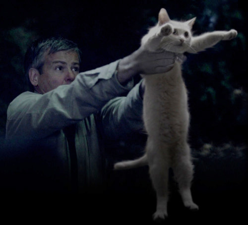 拉长了的猫咪