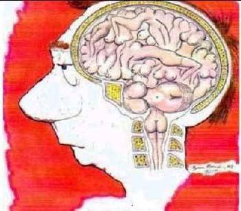 男人的大脑构造