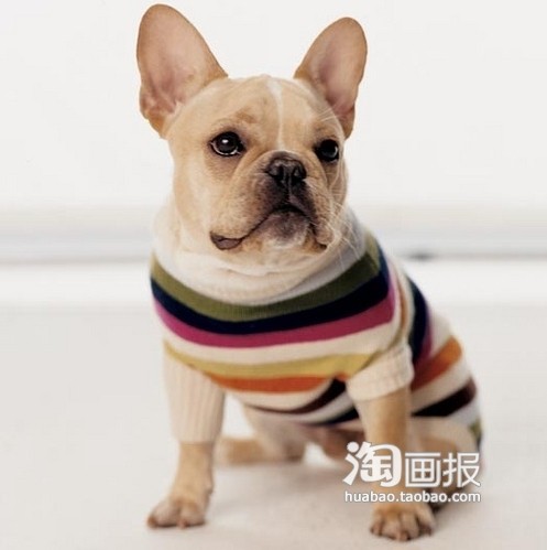 彩绘小狗