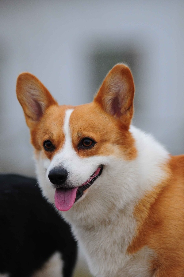 狗狗的高清特写图片