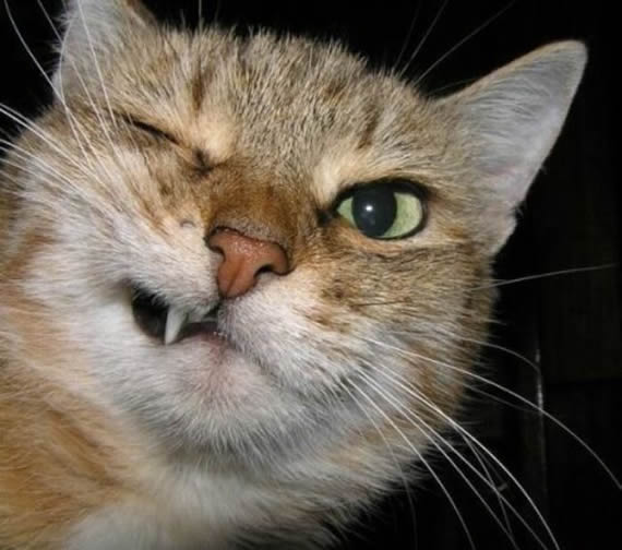 猫？虎？