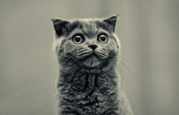猫生啊....
