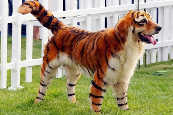 老虎狗