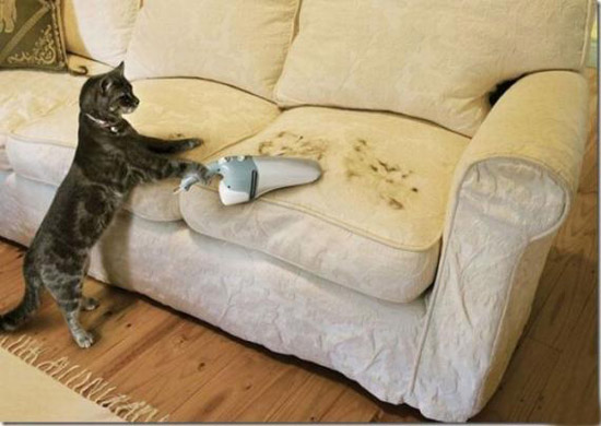 遇到这样的猫咪，就收了它吧！
