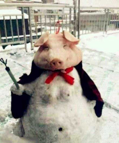 猪八戒掉雪地里了。投胎成了这摸样！