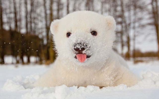 其实雪还蛮好吃的。