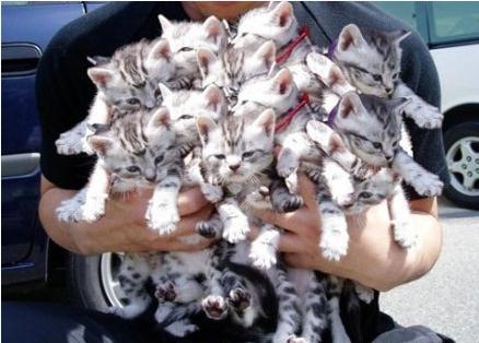 一次抱这么多只猫是什么感觉呢