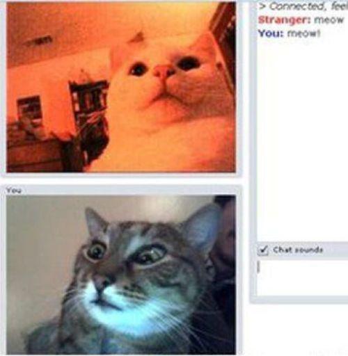 猫咪也视频。喵~~~喵~~~