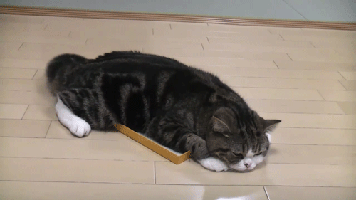 我是一只懒猫，我喜欢摇尾巴