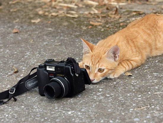 猫咪眼中的世界