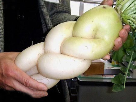 麻花萝卜