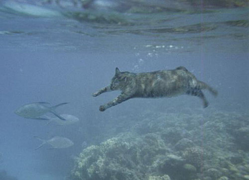 猫吃鱼了.....真不容易。