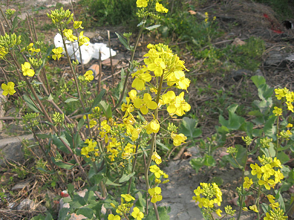 油菜花