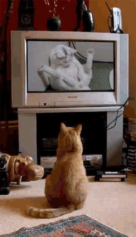 这个猫咪，一点也不好啊！