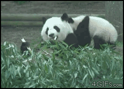 可爱熊猫欢乐多