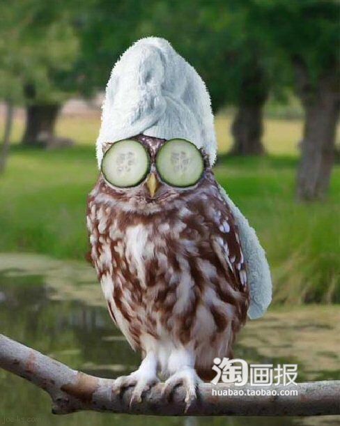 老鹰做面膜