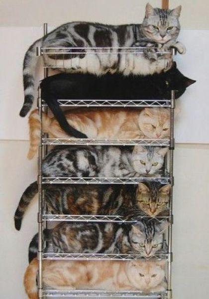 鞋架还是猫咪架