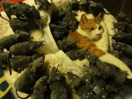 淡定的猫咪