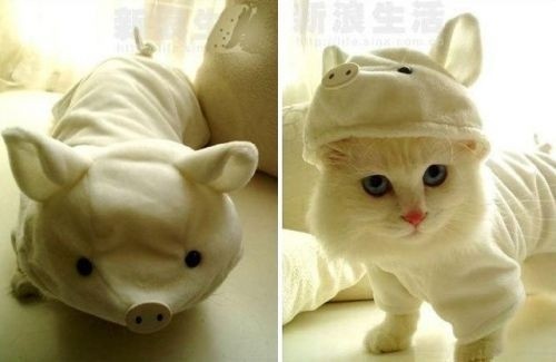 萌萌的猪头帽子