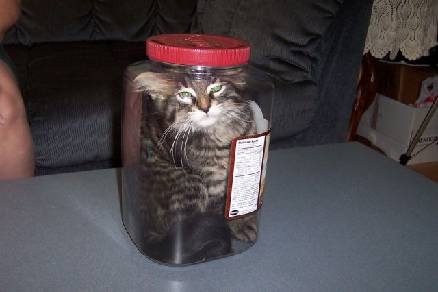 是猫咪的悲哀，还是人类的悲哀？