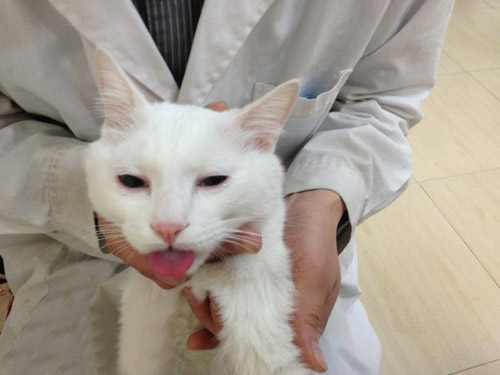 耍可爱的白色猫猫