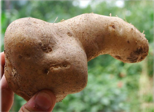 邪恶土豆图片