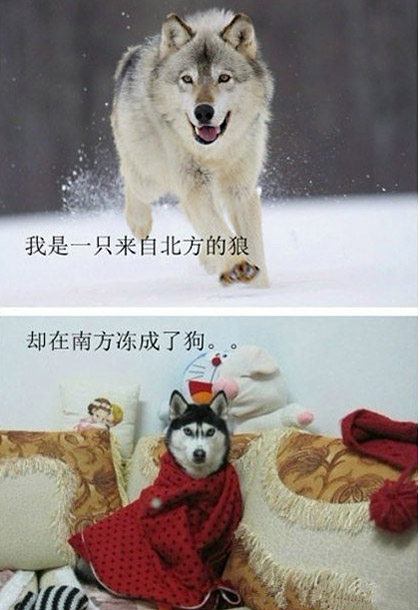 南北方狗的差别
