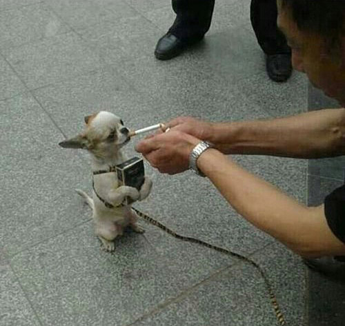 喝酒抽烟的癞皮狗