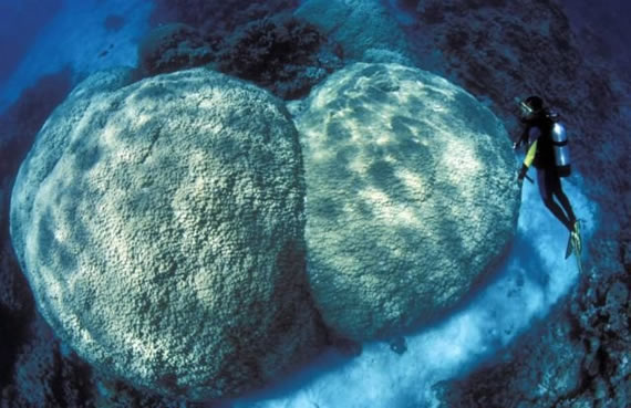 海底的大屁股