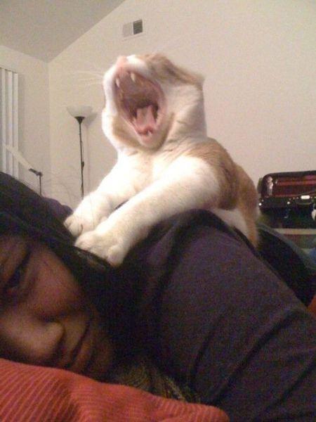 猫咪发发飙了 看这个妞的表情