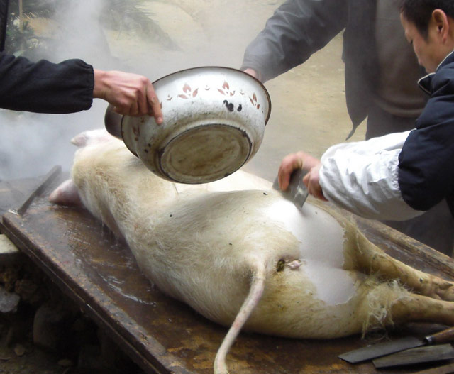 死猪不怕开水烫，烫过了好剃毛！