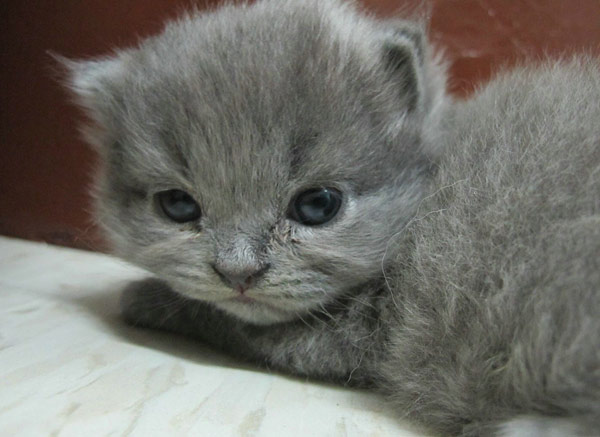 有气无力的猫咪眼神