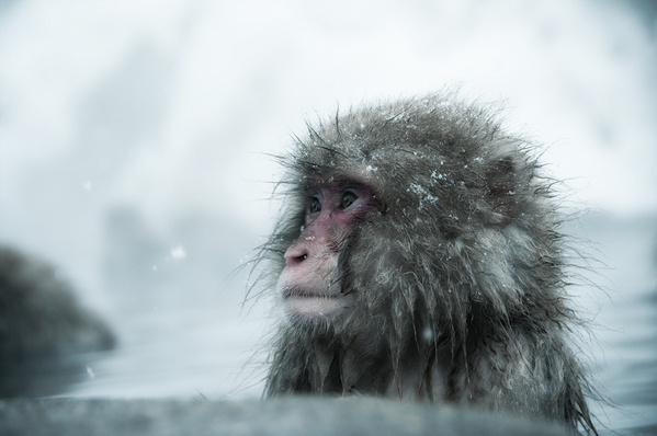 雪猴图片