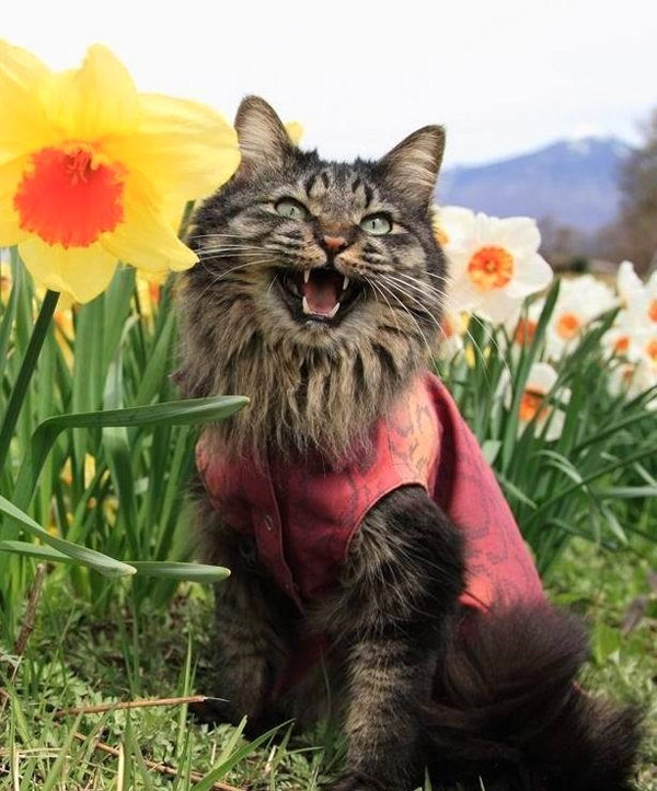 猫咪比老虎凶悍多了