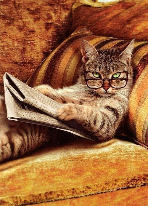 有学问的猫博士