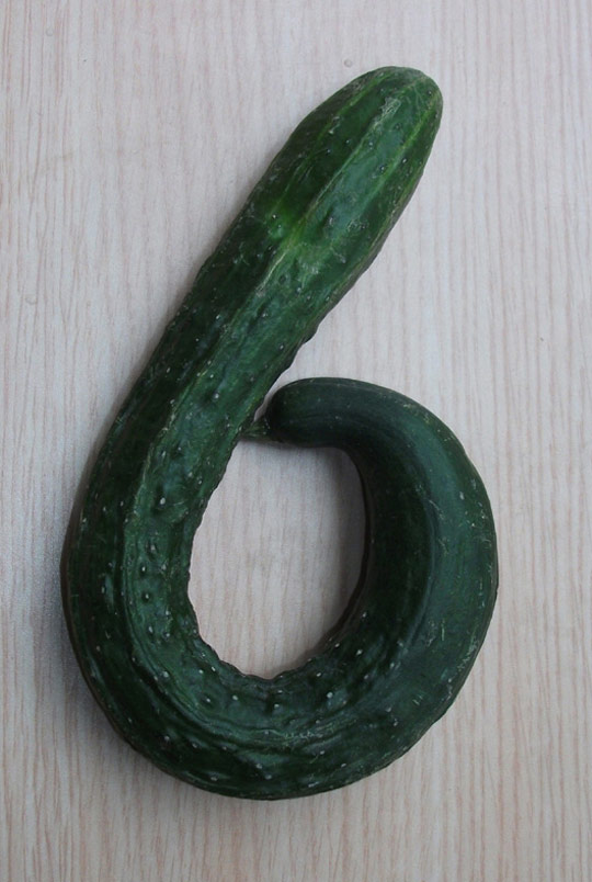 黄瓜6