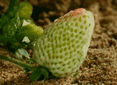 草莓变成熟的过程！