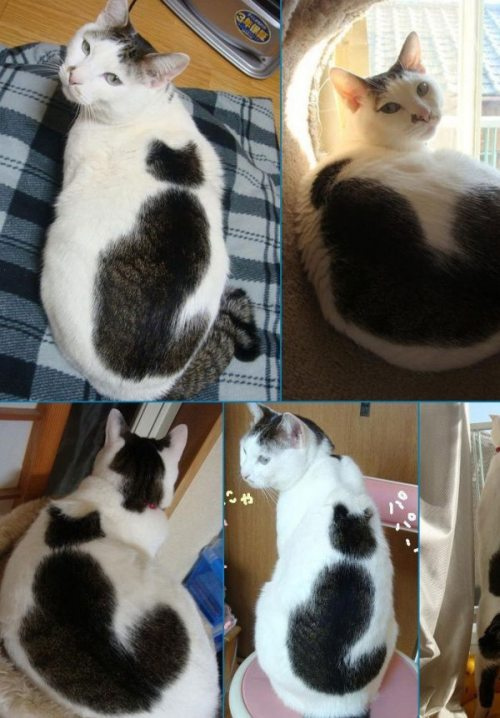 背着一只猫