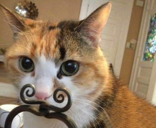 有了这样的胡子，我就是贵族猫咪了