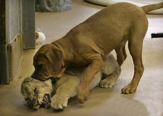 狮落平阳被犬欺！