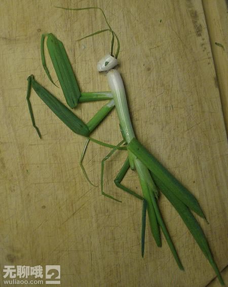 大葱螳螂
