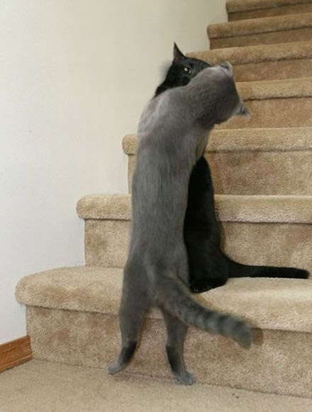 黑猫，灰猫只要是同类就能办事