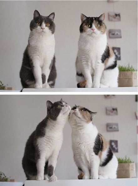 两小无猜的猫咪夫妻